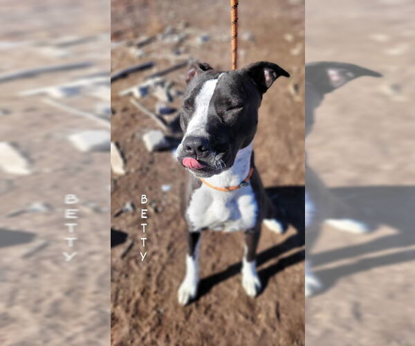 Medium Photo #5 American Pit Bull Terrier Puppy For Sale in Monte Vista, CO, USA