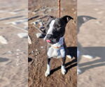 Small #4 American Pit Bull Terrier