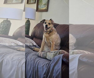 Sazzy * - Female Mutt Dog for Adoption - Photo #2