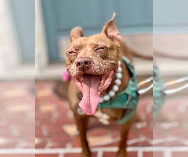 Medium Photo #8 American Pit Bull Terrier-Unknown Mix Puppy For Sale in  Gainesville, FL, USA