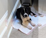 Small Photo #2 American Staffordshire Terrier-Unknown Mix Puppy For Sale in Holly Springs, NC, USA