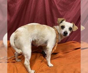 Medium Chihuahua Mix