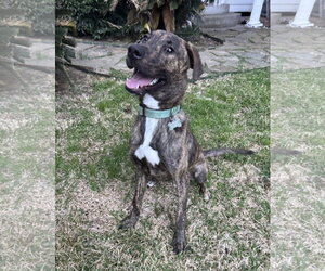 Jekyll - Male Plott Hound Dog for Adoption