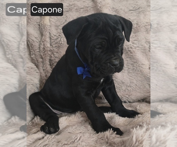 Medium Photo #6 Cane Corso Puppy For Sale in MINERAL WELLS, WV, USA
