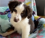 Small Photo #6 Miniature Australian Shepherd Puppy For Sale in EAST TAUNTON, MA, USA