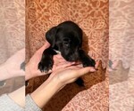 Small Photo #5 Labmatian Puppy For Sale in ANTIOCH, CA, USA