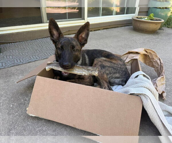 Medium Photo #2 Holland Shepherd Puppy For Sale in Imlay City, MI, USA