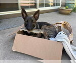Small #1 Holland Shepherd