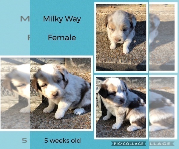 Medium Photo #3 Australian Shepherd Puppy For Sale in MERIDIANVILLE, AL, USA