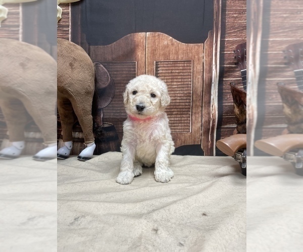 Medium Photo #1 Goldendoodle Puppy For Sale in CLEVELAND, TN, USA