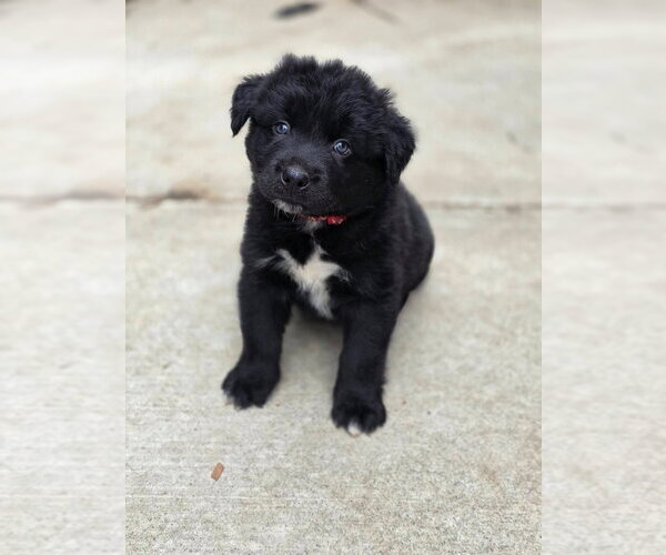 Medium Photo #2 Siberian Husky-Unknown Mix Puppy For Sale in Bellingham, WA, USA