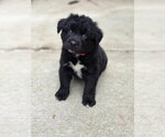 Small #1 Siberian Husky Mix