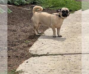 Wednesday - Female Puggle Dog for Adoption - Photo #2