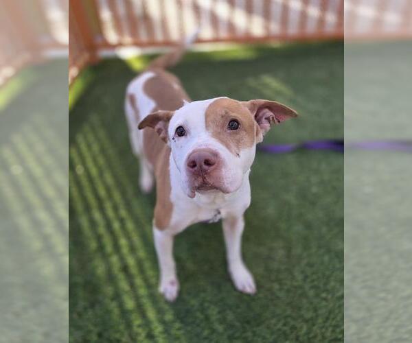 Medium Photo #1 Mutt Puppy For Sale in Las Vegas, NV, USA