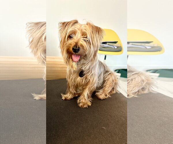 Medium Photo #1 Silky Terrier-Unknown Mix Puppy For Sale in Royal Palm Beach, FL, USA