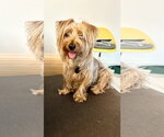 Small Silky Terrier Mix