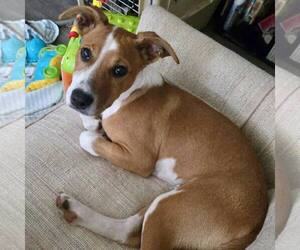 American Staffordshire Terrier-Unknown Mix Dogs for adoption in New Oxford , PA, USA
