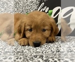 Puppy Beau Golden Retriever