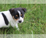 Puppy Puppy 3 Rat Terrier