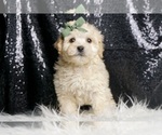 Small #2 Maltipoo