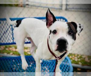 Mutt Dogs for adoption in Orlando, FL, USA