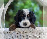 Small Photo #3 Miniature Bernedoodle Puppy For Sale in LITITZ, PA, USA