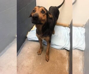 Cyrus (TX) - Male Mutt Dog for Adoption - Photo #7