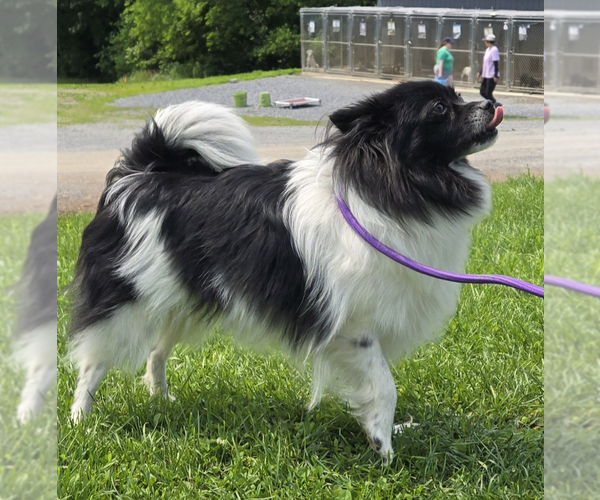 Medium Photo #2 Pomeranian Puppy For Sale in Unionville, PA, USA