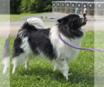 Small #1 Pomeranian