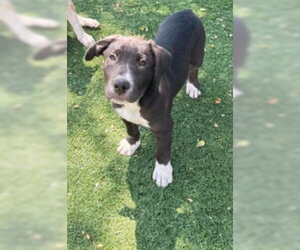 Great Dane-Unknown Mix Dogs for adoption in Fremont, CA, USA