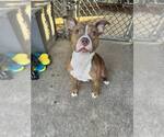 Small #7 American Pit Bull Terrier Mix