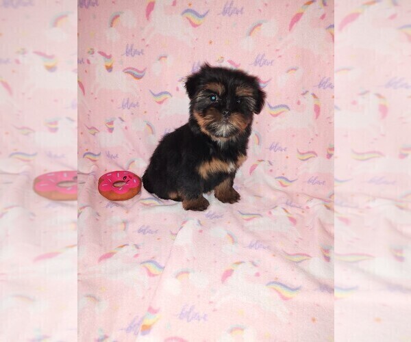 Medium Photo #4 Shorkie Tzu Puppy For Sale in LAPEER, MI, USA
