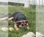 Small #1 Mutt