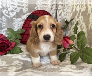 Dachshund Puppy for sale in SHILOH, OH, USA