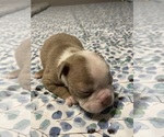 Puppy Girl 3 Boston Terrier
