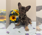 Small #5 French Bulldog