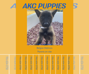 Belgian Malinois Puppy for sale in RIO LINDA, CA, USA