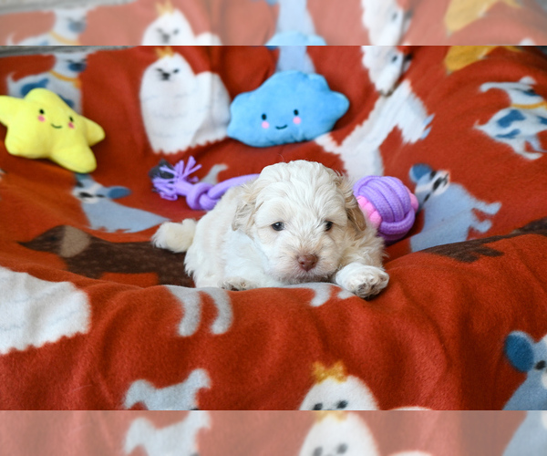 Medium Photo #3 Havapoo Puppy For Sale in GUTHRIE, KY, USA