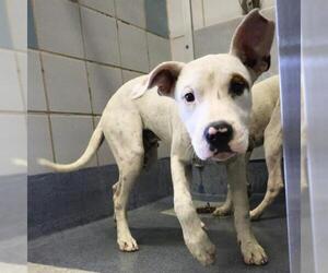 American Staffordshire Terrier-Unknown Mix Dogs for adoption in San Antonio, TX, USA