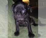 Small Photo #5 Pug Puppy For Sale in FORT WAYNE, IN, USA