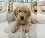 Puppy Pink Girl Golden Retriever