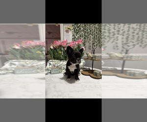 Medium French Bulldog