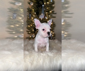 Faux Frenchbo Bulldog Puppy for sale in BROOKVILLE HEIGHTS, IN, USA