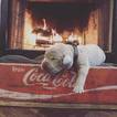 Small Photo #7 Labrador Retriever Puppy For Sale in LUBBOCK, TX, USA