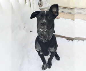 Jax - Male Mutt Dog for Adoption - Photo #6