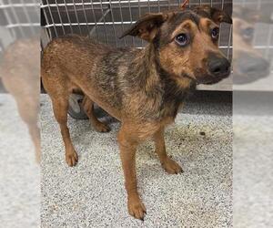 Miniature Pinscher-Unknown Mix Dogs for adoption in Houston, TX, USA