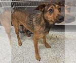 Small Miniature Pinscher Mix