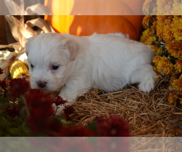 Medium Photo #1 Mal-Shi Puppy For Sale in GREENWOOD, WI, USA