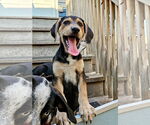 Small #1 Catahoula Leopard Dog-Rottweiler Mix
