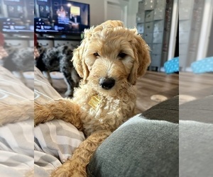 Goldendoodle Puppy for sale in ALLENDALE, MI, USA